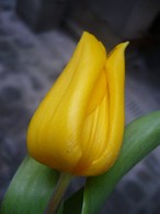 Fête des tulipes Photo1